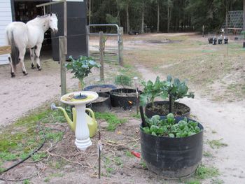 Over view of wicking tubs-Scout the horse looks on. He loves broccoli and gets several treats.
