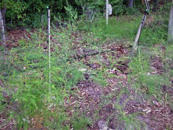 Asparagus patch
