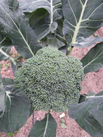 Ormus fed broccoli
