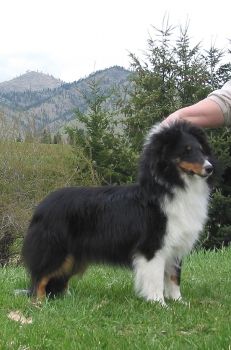 Apple acres shelties for 2024 sale