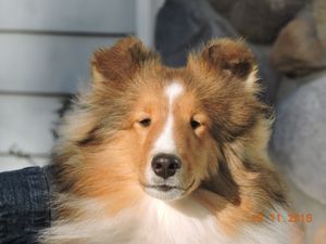 Fashion windmere shelties