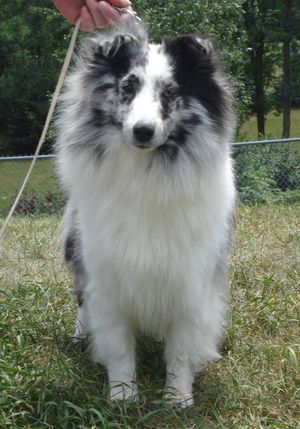 Windmere shelties best sale