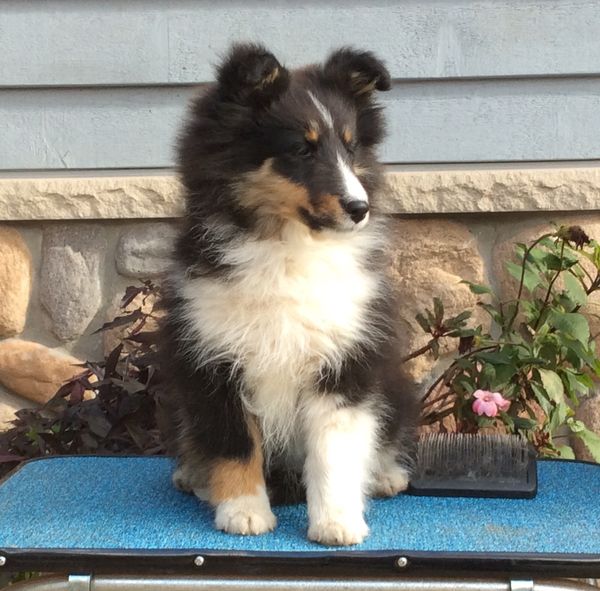 Windmere shelties best sale