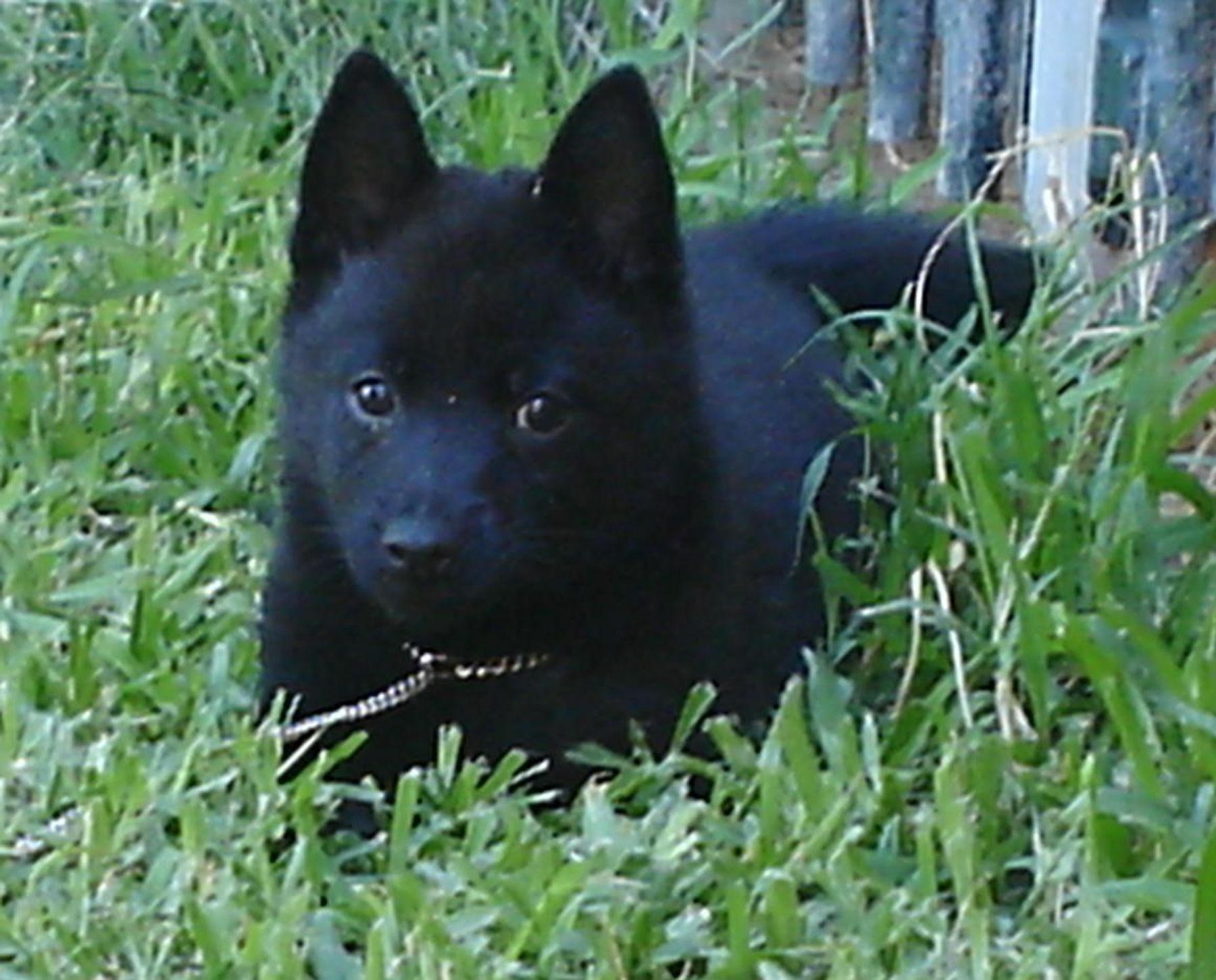 Schipperke kennel on sale