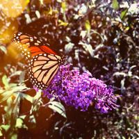 Picnic in the Park, catered by Bucha Brewhouse & Bistro  