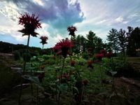 a Peak at the Pollinator Garden 