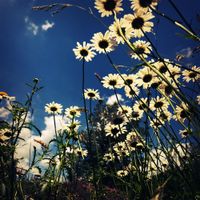 Hike or Ride to the Sunflower Fields at Camp Creek 