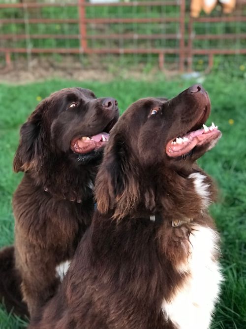 Rocky Fork Newfoundlands