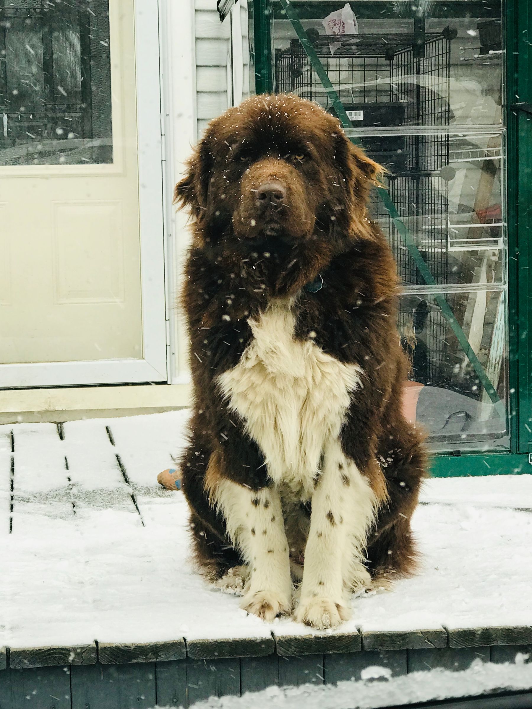 Nanny store dog newfoundland