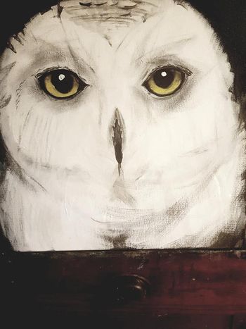 25 Snow Owl
