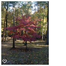 Back Yard Dogwood - Air of Autumn
