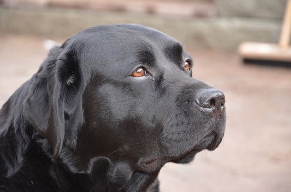 Makaila labradors hot sale