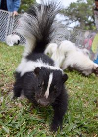 32nd ANNUAL SKUNK SHOW - 