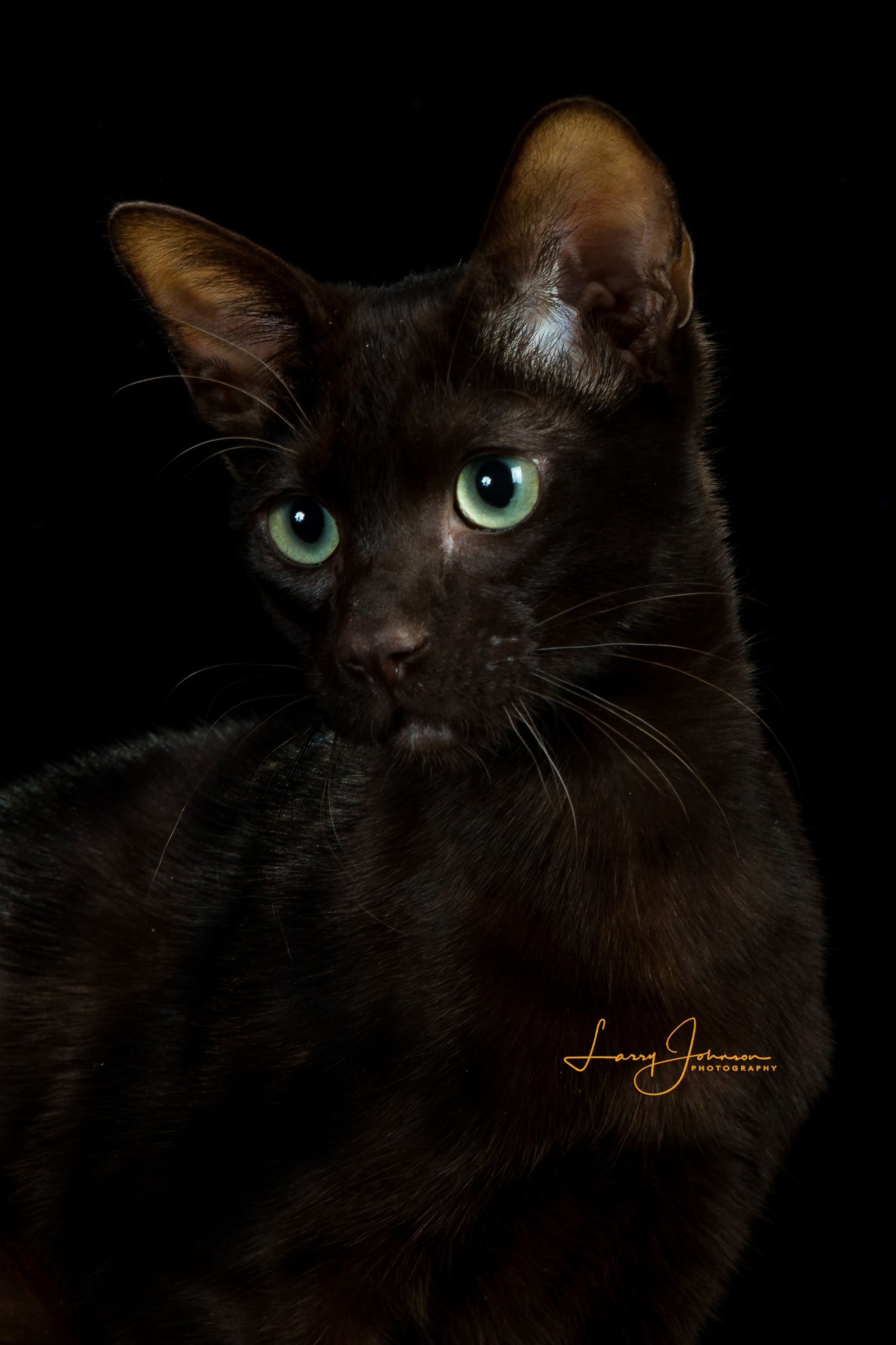 5Acre Farm Havana Browns KITTENS!!!