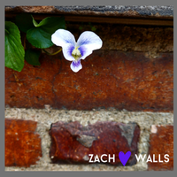Walls by Zach