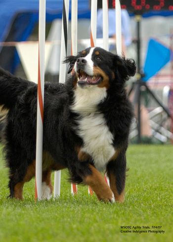 Lexi loves agility
