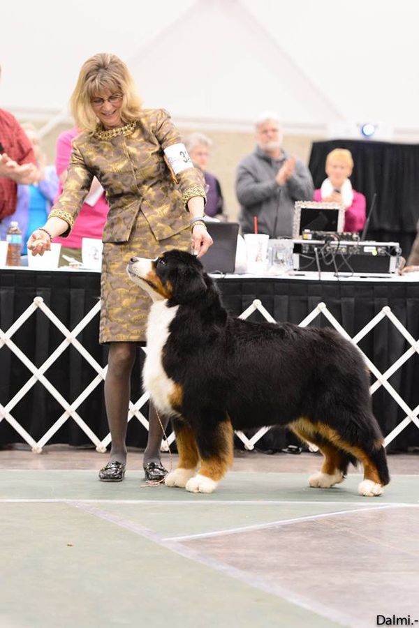 Adesa bernese mountain store dogs