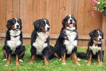 Bijou and her daughters, Truffles, Rosie, and baby Kaja
