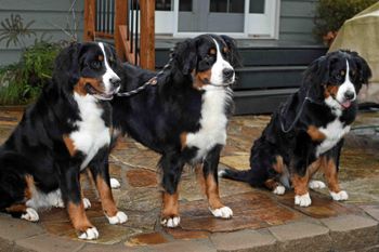 Siena, Quinty and Annie (18 mo.)
