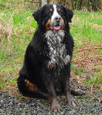 whaaa? I don't need a bath!
