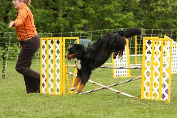 winning her Novice class at the National Specialty.
