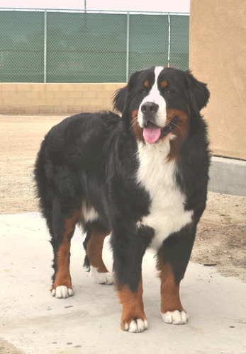 Burton at Del Mar
