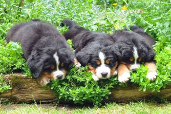 nap time in the herb garden
