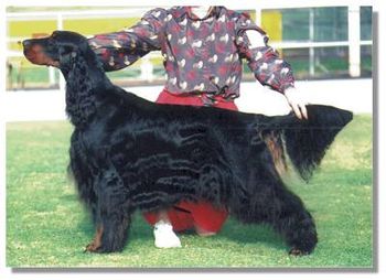 Aust GCh & NZ Ch Triseter Black Vader
