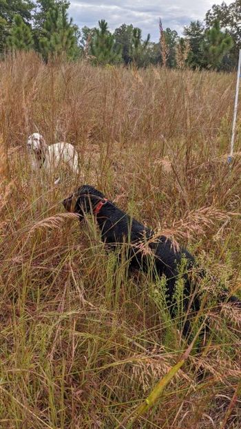 Yahtzee in the field training for her first hunting title
