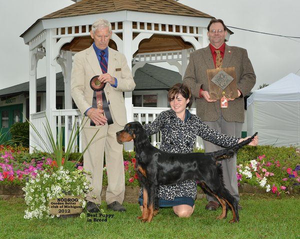 Nodrog gordon setter store club