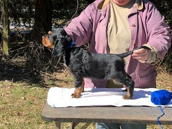 Blue Boy 7 weeks
