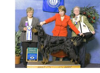 Jack winning 5 point specialty major under UK breeder judge Josie Baddeley with Kristin Karboski handling
