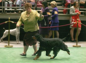 In the breed ring @ the Garden 2006
