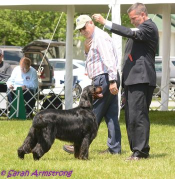 Coco & David Stout competing @ the 2016 GSCA National
