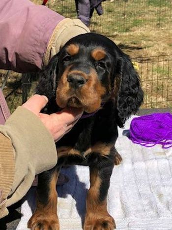 Purple Boy 7 weeks
