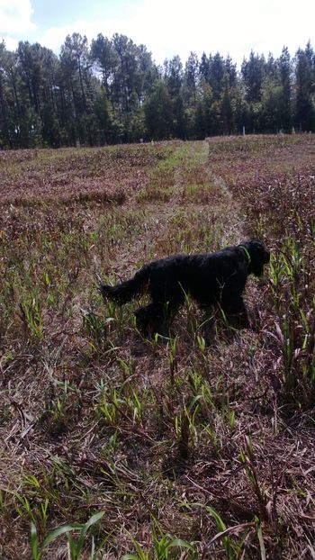 Tux training for his JH
