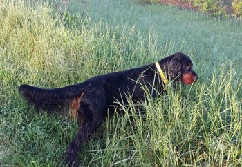 Portree's Waiting On A Friend (Tux x Nora)
