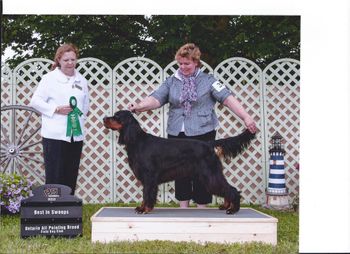 Best In Puppy Sweeps Ontario All Pointing Breed Judge Leslie Potts
