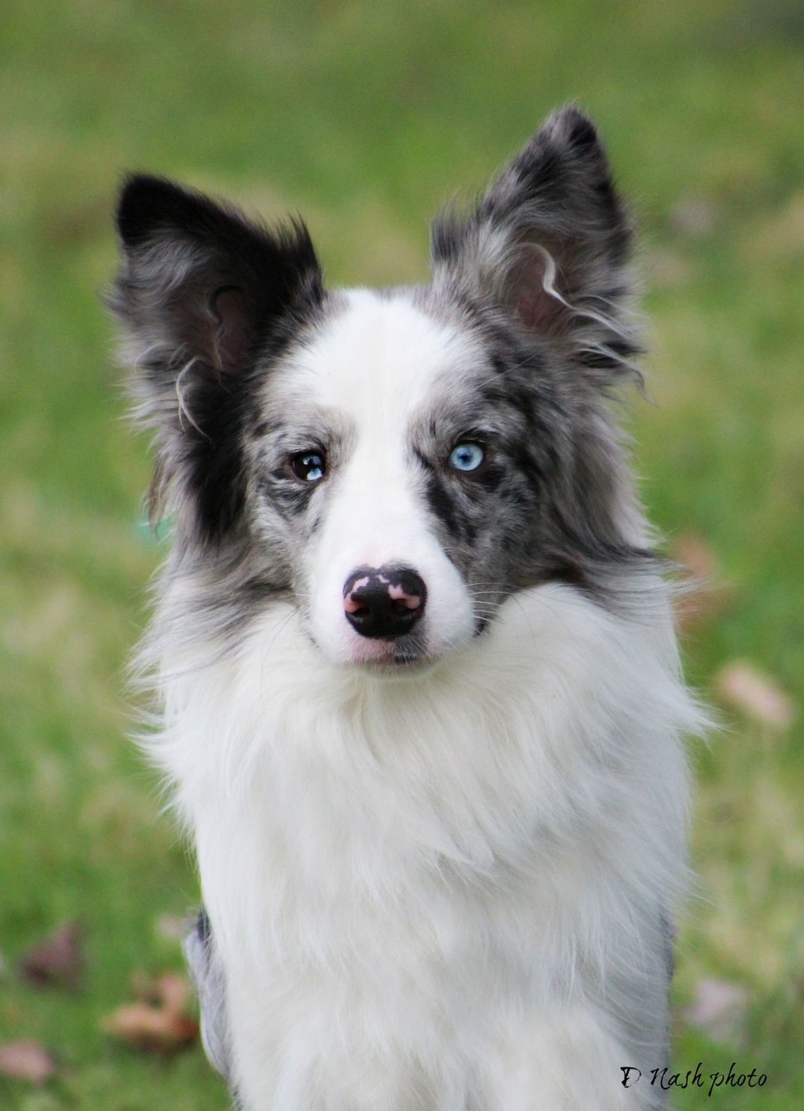 Ammardan Border Collies - Lux