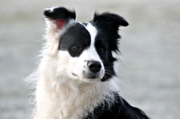 Wildblue 2024 border collies