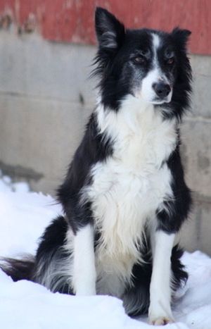 Abca border cheap collie breeders