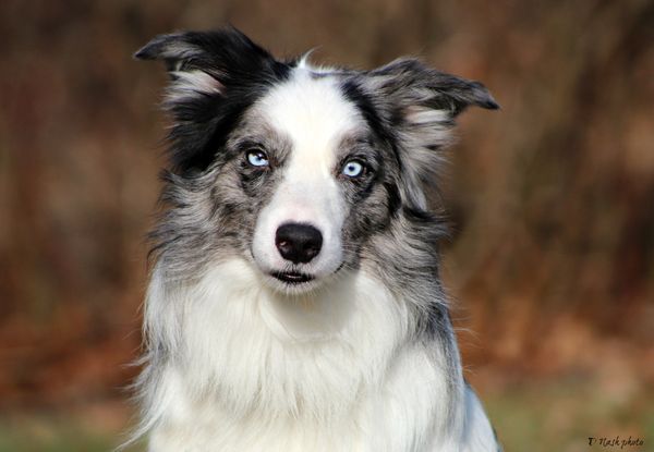 Detania border hot sale collies