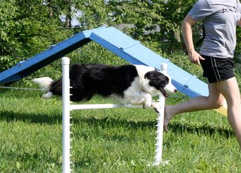 Gracie practicing agility at home
