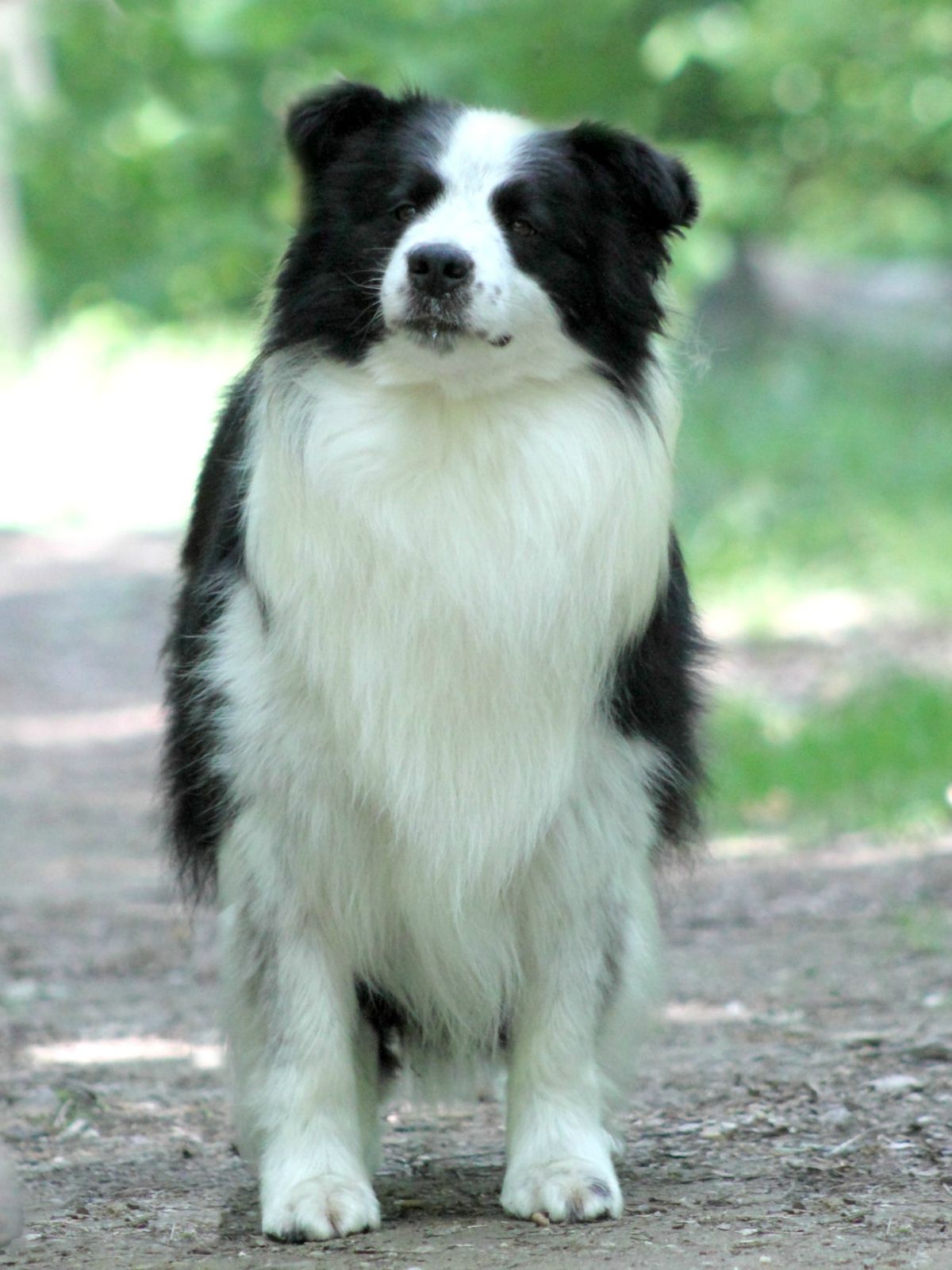 Ammardan Border Collies - Levi