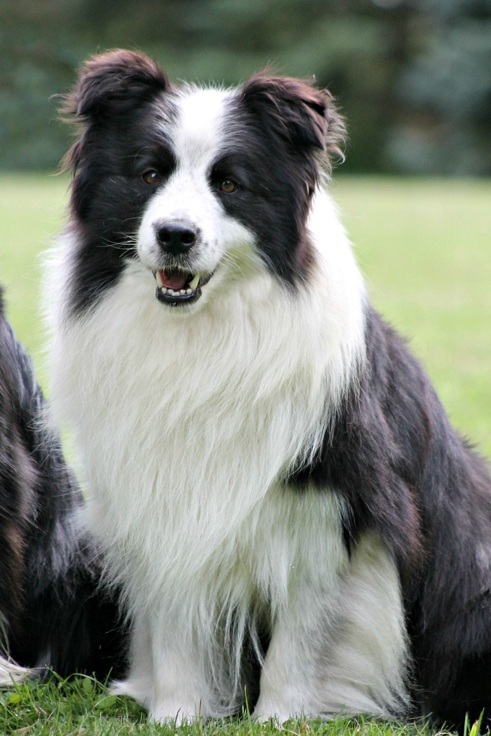 Ammardan Border Collies - Levi