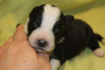 Puppy #5 Black and white girl
