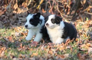 Puppies 1 and 2
