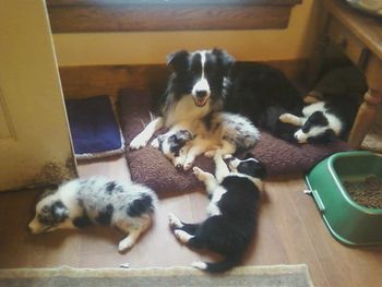 Keegan with his litter with Jazz, July 2011
