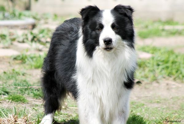 Ammardan Border Collies - Levi
