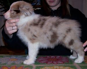 Seal merle hot sale border collie